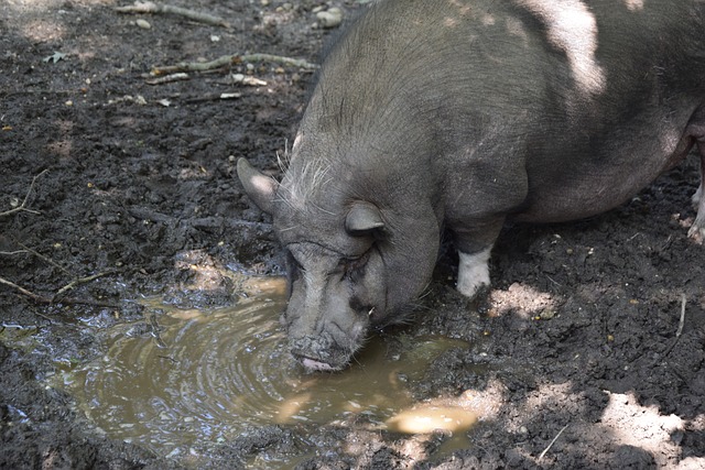 阵阿根廷的 阵阿根廷的